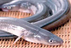 河鳗好养吗_河鳗家庭养殖技巧与注意事项