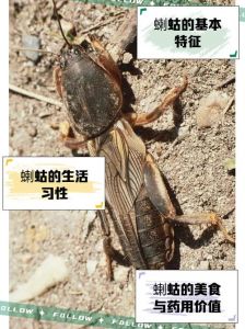 蝲蝲蛄是小龙虾吗_外形口感大不同！