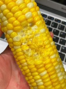 生玉米会坏吗_生玉米保鲜期多久？冷藏冷冻有妙招！