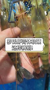 罗氏虾和小龙虾区别_鲜美大头虾，别与小龙虾混淆