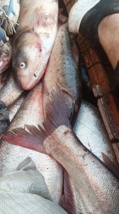 大头鱼就是鲢鱼吗_大头鱼是花鲢鱼，不是白鲢，两者有区别