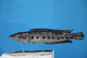 乌鲻鱼有刺吗_大鱼多刺但味美，需保护