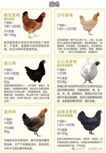 蛋鸡是笨鸡吗_口感风味大不同