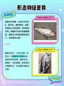 花鲢鱼和大头鱼的区别_大头鱼与花鲢鱼有何不同？