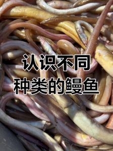 海鳗是不是鱼类_海鳗介绍