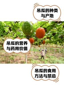 绞瓜的做法大全家常_绞瓜家常做法多，清爽美味又营养