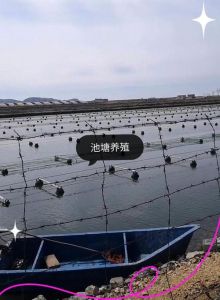 养殖海参的最佳方法_海参养殖有筏养圈养播养等模式