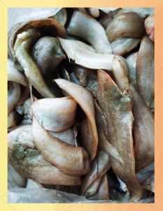 塔米尖子鱼的做法_清蒸红烧炸，鲜美营养好选择