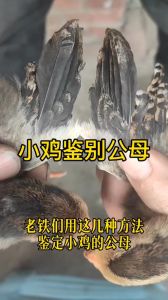 宰杀好的鸡子怎么区分公母_公母鸡怎么分？看鸡冠鸡坠子，母鸡肉嫩