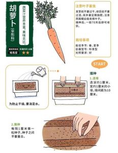埋萝卜需要切根吗_萝卜去根很重要，保鲜关键！
