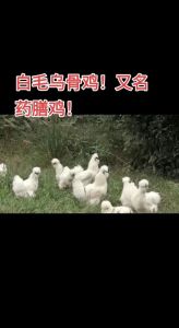 白绒乌骨鸡是什么鸡_珍贵国鸡，700年历史文化瑰宝