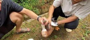 杀鹅之前喂点白酒，羽毛好拔吗_白酒灌鹅拔毛？热水碱液是关键