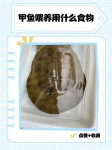 养甲鱼喂什么饲料_甲鱼饲料选择与科学喂养技巧