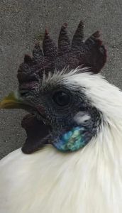 白羽乌骨鸡怎么分辨公母_公母乌鸡看鸡冠体型行为，乌鸡补虚更佳选对性别