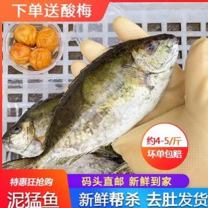 泥猛鱼属于什么档次_新鲜泥猛鱼怎么挑？