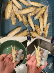 蛏子都开了是死了吗_壳闭紧肉鲜少异动