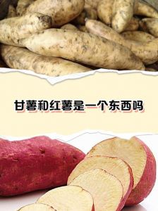 地瓜为什么又叫甘薯_红薯营养好，蒸煮烤着吃，但别过量！