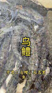 黑鱼就是乌鱼吗_凶猛淡水鱼，美味营养好食材