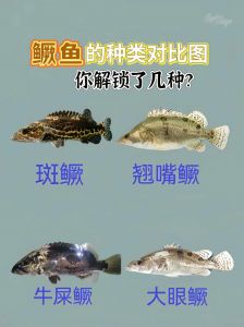 鳜鱼属于什么档次_鳜鱼品质下滑？曾是鱼中天花板！