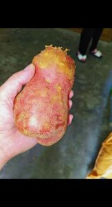 土豆为什么叫洋芋_营养丰富做法多，注意别吃发芽绿部分