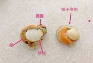 贝柱在扇贝什么部位_扇贝精华，鲜美营养