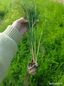芦笋长什么样_芦笋怎么挑怎么吃，绿白紫大不同