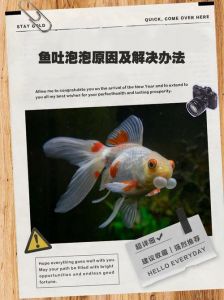 除了鲤鱼吸水还有其他的吗_鲤鱼吸水呼吸，与夹饵不同