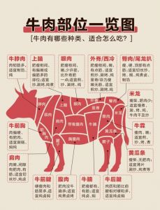 牛后部位肉包括哪些_臀肉米龙黄瓜条腱子肉怎么吃最香？