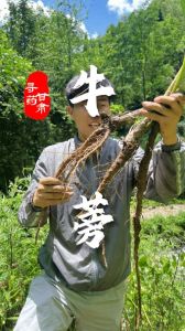 牛膀里的牛蒡是牛的哪个器官_营养好，别叫错！