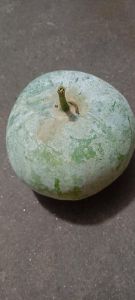 冬瓜可以冷冻保存吗_预处理防软烂，真空包装不粘连