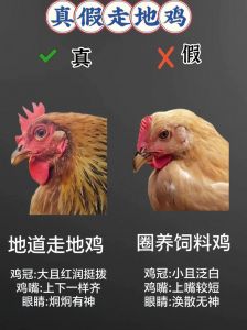 母鸡和公鸡的区别图片_外形功能大不同