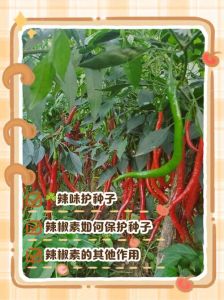辣椒辣是为了保护种子吗_辣椒辣在胎座上，籽不辣