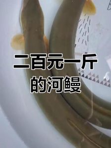 鳗鱼为什么贵_河鳗贵于海鳗，鳗鱼营养要知晓