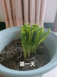 洋葱能长出小葱吗_洋葱发芽长成大葱？还能种着吃！