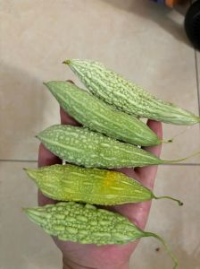 苦瓜瓤是甜的吗_熟苦瓜瓤甜心苦？选对吃法更甜！