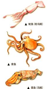 乌贼章鱼的区别图片_海洋捕食者与美味食材