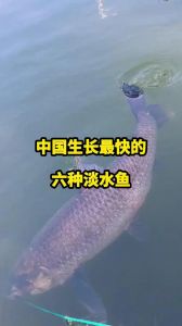 青鱼是厚子鱼吗_青鱼草鱼别混淆，食性栖息有不同