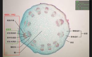 芹菜茎横切结构图解_嫩层纤维层结构图