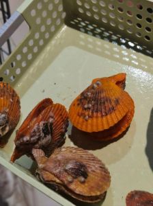 扇贝属于海洋动物吗_美味海鲜，需保护养殖