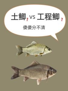 鲫鱼草鱼对比图_鲫鱼草鱼怎么选？口感营养有不同！