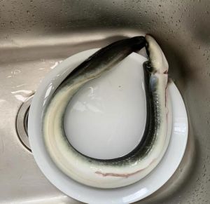 鳗鱼什么味道_蒲烧甜烟熏淡红烧香