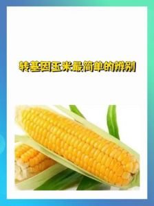 棒子和玉米是一样的吗_北方玉米的亲切称呼及其文化象征