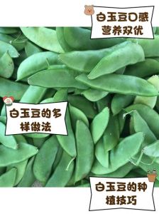 白豆的做法大全家常_白豆做法多样，炖汤焖饭做酱皆美味！