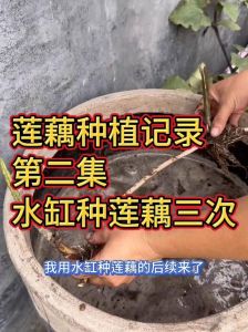 在家种莲藕方法图解_在家种莲藕，选对水桶是第一步