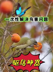 黄雀不叫的解决方法_黄雀开口歌唱小妙招