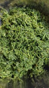 海蓬菜包包子的做法_鲜美多汁，海滨风味独特