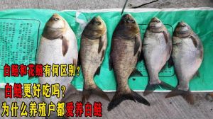 宜昌肥鱼和鲢鱼区别_豆腐般嫩，奶白汤鲜