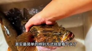 云斑尖塘鳢和沙塘鳢的区别_好养美味的市场鱼