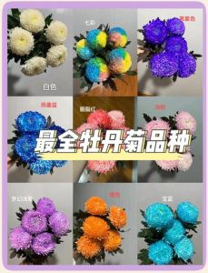 菊花的品种和颜色_高洁长寿象征，值得欣赏