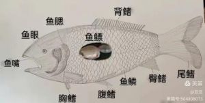 鱼鳃示意图_鱼的呼吸器官和仿生启示
